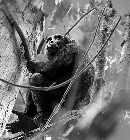 Tanzania - Mahale : chimpanze