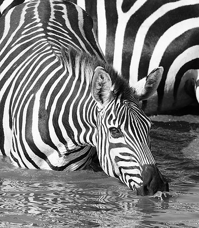 Serengeti