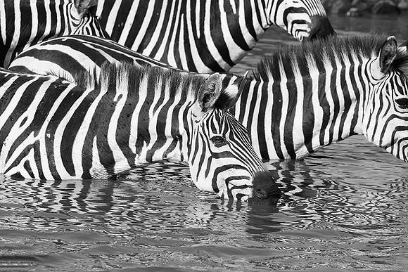Serengeti