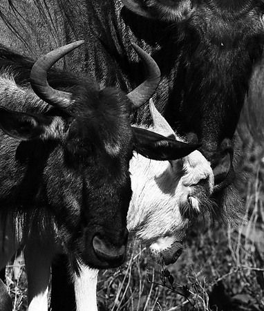 Wildebeests - Serengeti NP
