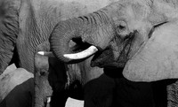 Elephants - Ruaha NP