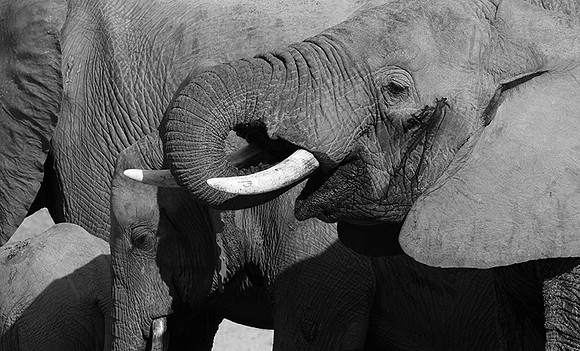 Elephants - Ruaha NP
