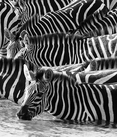 Serengeti