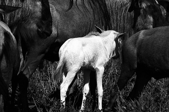Wildebeests - Serengeti NP