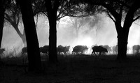 Buffalos - Ruaha NP