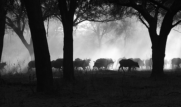 Buffalos - Ruaha NP