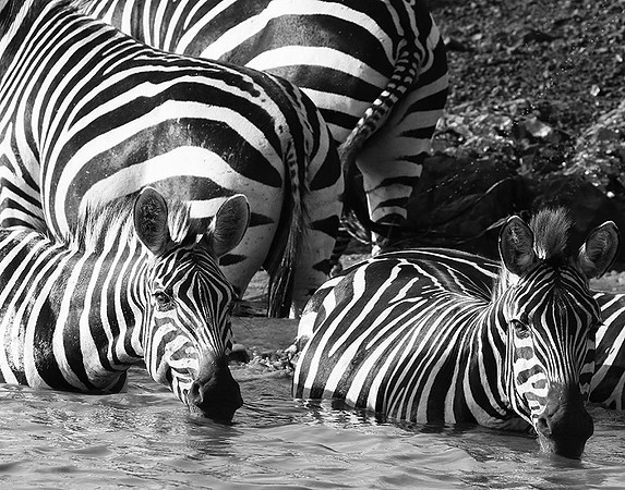 Serengeti