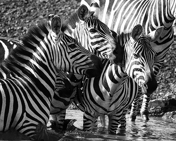 Serengeti