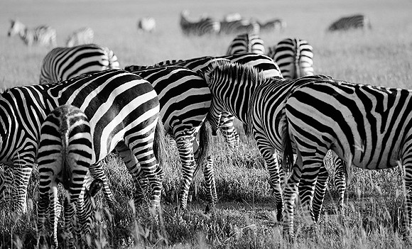 Tanzania - Ngorongoro : zebras