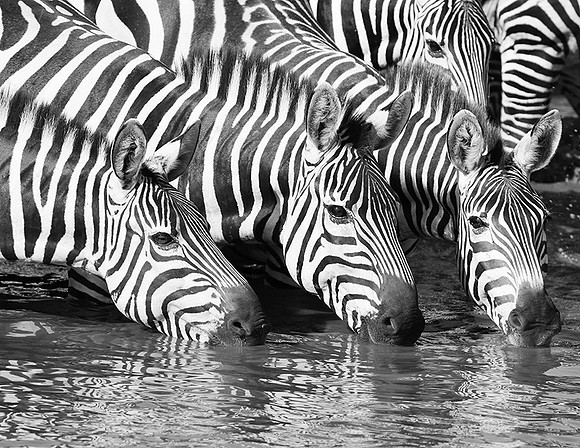 Serengeti
