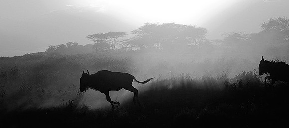 Tanzania - Serengeti : wildbeests crossing (gnous)