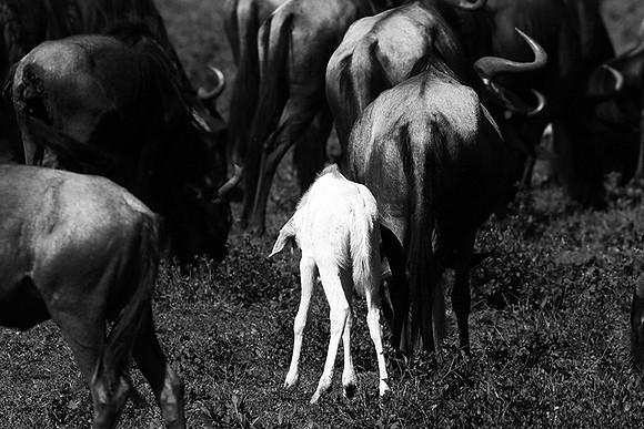Wildebeests - Serengeti NP