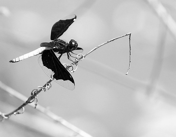 Tanzania - Mahale : dragonfly (libellule)