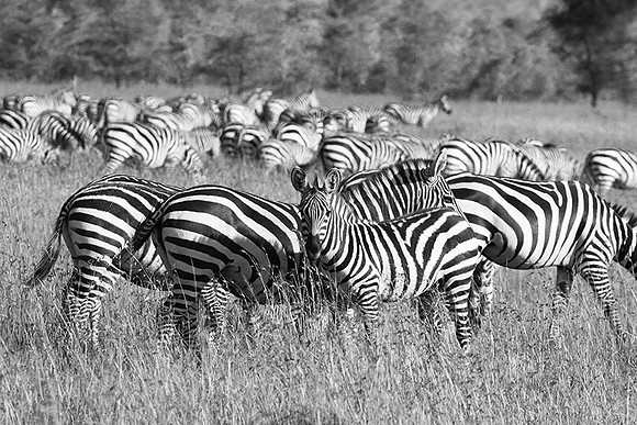 Serengeti