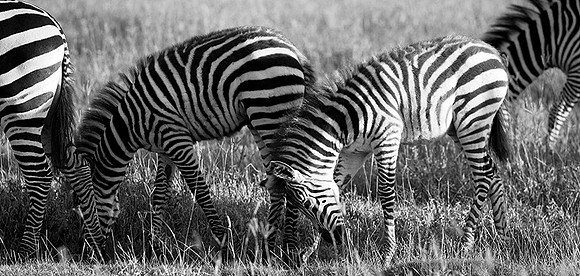 Tanzania - Ngorongoro : zebras