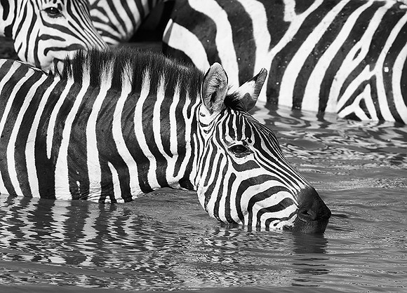Serengeti