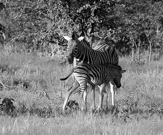 Zebras - Ongava Game Reserve