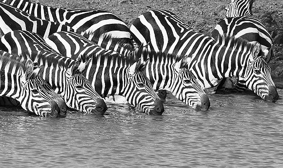 Serengeti