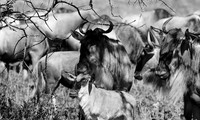 Wildebeest - Serengeti NP