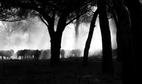 Buffalos - Ruaha NP