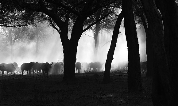 Buffalos - Ruaha NP