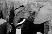 Elephants - Ruaha NP