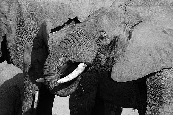 Elephants - Ruaha NP