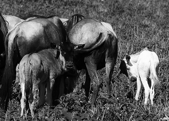 Wildebeests - Serengeti NP