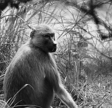 Tanzania - Mahale : yellow baboon (babouin doré)