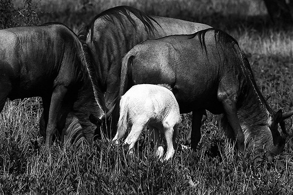 Wildebeests - Serengeti NP