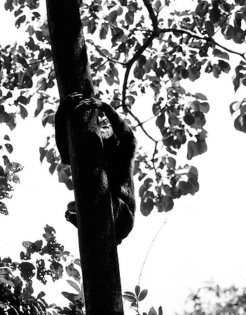 Tanzania - Mahale : chimpanze