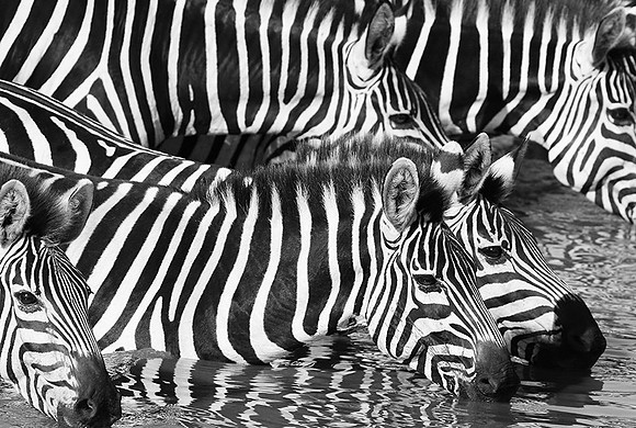Serengeti