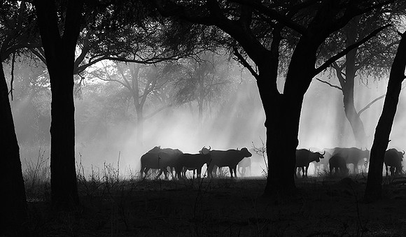 Buffalos - Ruaha NP