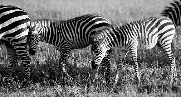 Tanzania - Ngorongoro : zebras