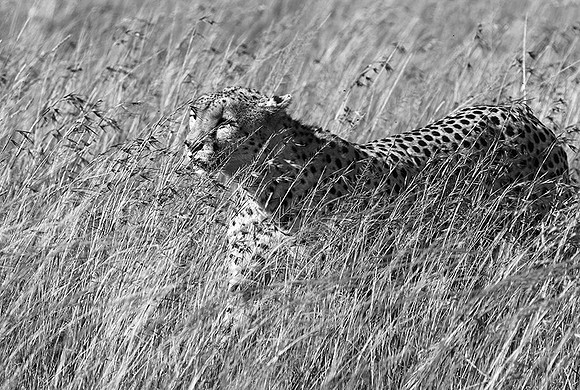 Serengeti