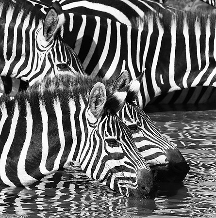 Serengeti