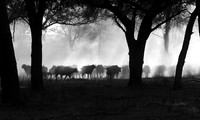 Buffalos - Ruaha NP