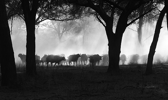 Buffalos - Ruaha NP