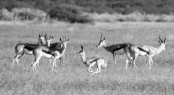Ongava game reserve