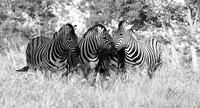 Ongava  - Namibia