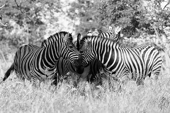 Ongava game reserve