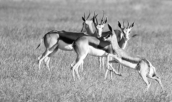 Ongava game reserve