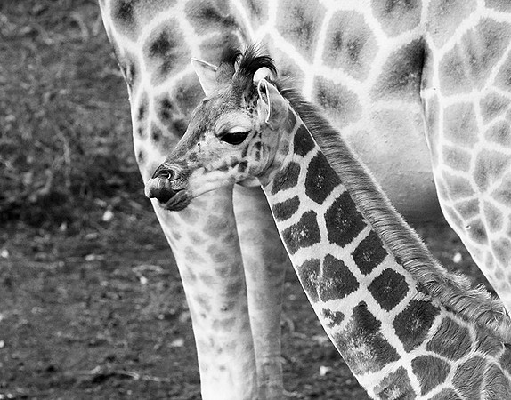 Giraffe manor