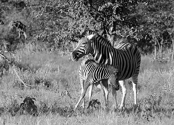 Zebras - Ongava Game Reserve