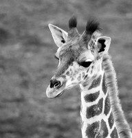 Giraffe manor