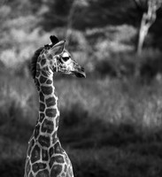 Giraffe manor