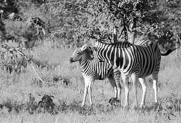 Zebras - Ongava Game Reserve