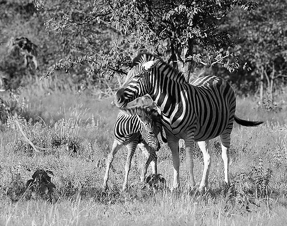 Zebras - Ongava Game Reserve