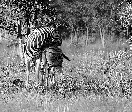 Zebras - Ongava Game Reserve