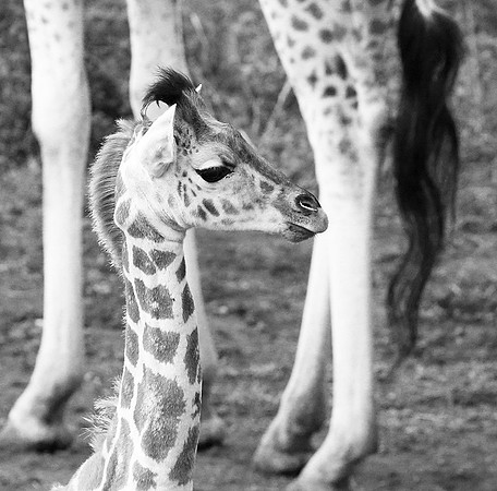 Giraffe manor